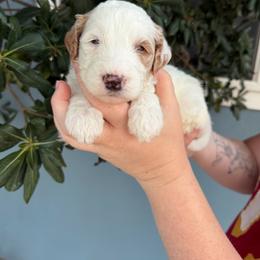 Colin - Parti male Goldendoodle puppy in Barstow, California from Golden Desert Doodles