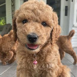 Willow - Apricot female Goldendoodle puppy in Sumner, Washington from Little Acre Doodles