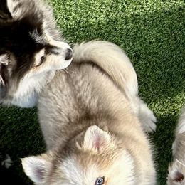 Steel - Silver and white male Pomsky puppy in Cave Creek, Arizona from Arizona Luxury Pomskies