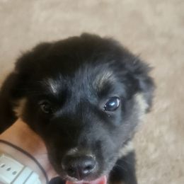 Black tri boy - Black tri-color male Australian Shepherd puppy in Kingman, Arizona from Waggin Bow Mini Aussies