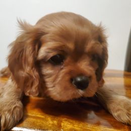 Cavalier King Charles Spaniel Puppies from Wasteland Cavaliers