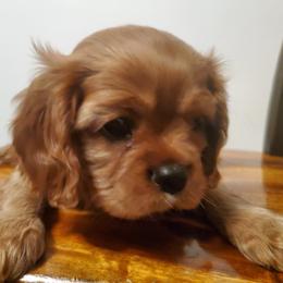 Cavalier King Charles Spaniel Puppies from Wasteland Cavaliers