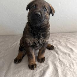 Pink - Sable female German Shepherd puppy in Buckeue, Arizona from Légende Vivante Du Chief Kennel