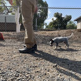 Australian Cattle Dog Puppies from Tin Roof Australian Cattle Dogs