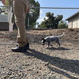 Australian Cattle Dog Puppies from Tin Roof Australian Cattle Dogs
