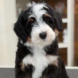 Pay Day - Tri-color male Bernedoodle puppy in El Campo, Texas from Little Fur Friends Bernedoodles