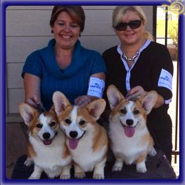 Great Dane and Pembroke Welsh Corgi Puppies from California Dreaming Great Danes & Corgis