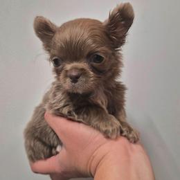 AKC Tiny Yuki - Chocolate blue female Chihuahua puppy in Silver Summit, Utah from Snow Peak Kennel