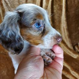 PHOEBE - Dapple female Dachshund puppy in Swink, Oklahoma from Palali Farm