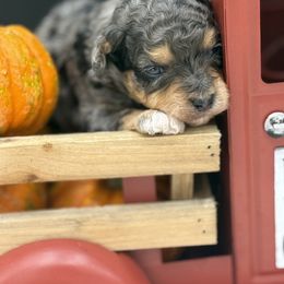 Sugar Cookie - Merle female Cavapoo puppy in Austin, Texas from Doodles of Central Texas