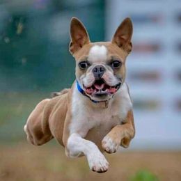 Lachlan - Boston Terrier