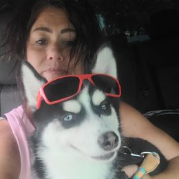 Pomsky Puppies from Pomsky Of Slidell