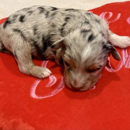 Amora - Blue merle female Aussiedoodle puppy in Grants Pass, Oregon from Woodwind Miniatures