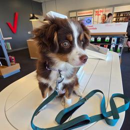 Jaina Solo - Red tri-color female Miniature American Shepherd puppy in Vancouver, Washington from BonDrew's Miniature American Shepherds