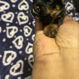 Woody(1500) - Black and tan male Yorkshire Terrier puppy in Gastonia, North Carolina from Precious pups dynasty kennel