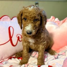 Trixie - Dark pink girl - Red  female Goldendoodle puppy in Puyallup, Washington from Dawnie’s Doodles