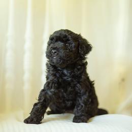 Goldendoodle Puppies from Timberland Falls Goldendoodles