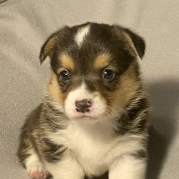 Petal - Black and tan Pembroke Welsh Corgi puppy in Arcanum, Ohio from Weissway Corgis