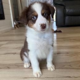 Clover - Red tri-color female Australian Shepherd puppy in Weeki Wachee, Florida from Ace of Spades Australian Shepherds