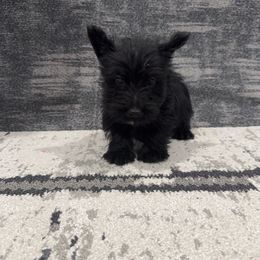 Light Blue Collar Boy - Scottish Terrier puppy from White Apple Kennel