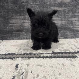 Light Blue Collar Boy - Scottish Terrier puppy from White Apple Kennel