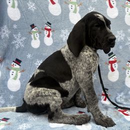 Sadie - Blue ticked female Bluetick Coonhound puppy in Mount Pleasant, Texas from Harmons Hounds