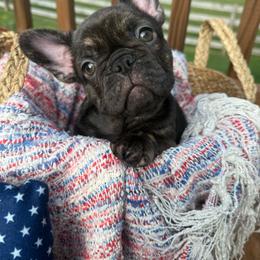 Liberty - Brindle female French Bulldog puppy in Carlisle, Ohio from Gibson Acres
