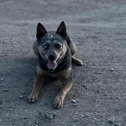 Selways Whistlin Dixie - Blue female Australian Cattle Dog puppy in Kamiah, Idaho from Selway Australian Cattle Dogs