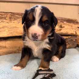 Black - Black rust and white female Bernese Mountain Dog puppy in Delton, Michigan from Rocky Top Acres