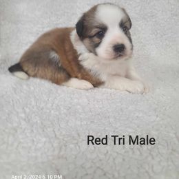 American Eskimo Dog, Companion Cross, and Miniature Australian Shepherd Puppies from Rodeo Ranch Aussies and Aussie Mo's
