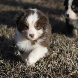 Girl 2 - female Australian Shepherd puppy in Warm Springs, Georgia from Out West Aussies