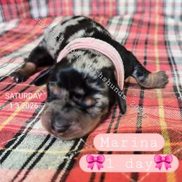 Marina - Dapple female Dachshund puppy in Harrodsburg, Kentucky from Wayward Home Dachshunds