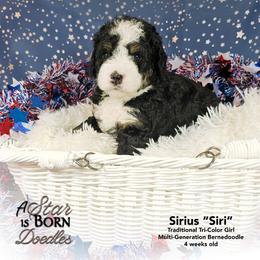 Sirius 'Siri' - Yellow Collar - Tri-color female Bernedoodle puppy in Jackson, Michigan from A Star is Born Doodles