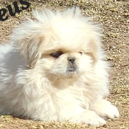Amadeus - Pekingese