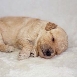 Goldendoodle Puppies from Lake Village Doodles