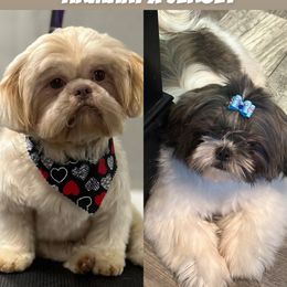 Shih Tzu puppies from Diamond Paws LLC