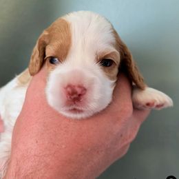 Papaya - Red and white female Cocker Spaniel puppy in Bayfield, Colorado from Lucky Doodle Creations