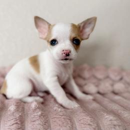 Trooper - Merle male Chihuahua puppy in Harrison, Michigan from Cloud9 Chihuahuas