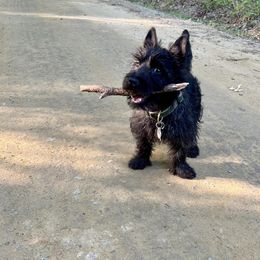 Cairn Terriers from Red Clover Cairns