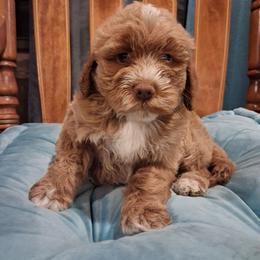 Freddy - Red male Aussiedoodle puppy in Mena, Arkansas from Ouachita River Cockapoos