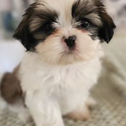 Shih Tzus from Duarte's Shihtzu Puppies