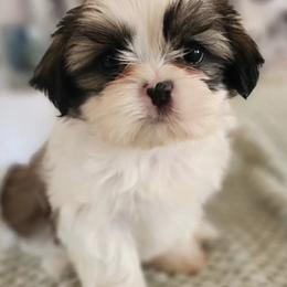 Shih Tzus from Duarte's Shihtzu Puppies