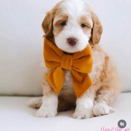 Coral - Cream female Australian Labradoodle puppy in Diamond Bar, California from Furrytaildoodles