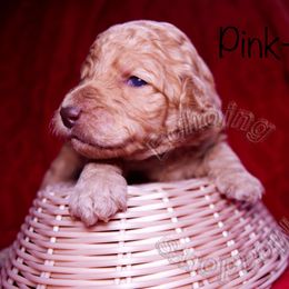 Labradoodle Puppies from Echoing Meadows