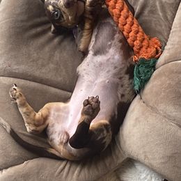 Dachshund, German Shepherd, and Miniature Australian Shepherd Puppies from Homestead Doxies and Shepherds