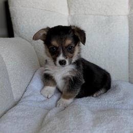 Bubbles - Black and tan female Pembroke Welsh Corgi puppy in Moreno Valley, California from House of Paws & Co.