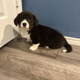 Noel - Black and white female American Corgi puppy in Temple, Texas from Silver Moon Cardigan Corgis