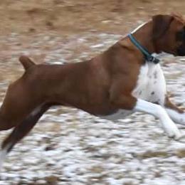 Boxers, Goldendoodles, Golden Retrievers, and Poodles from Riverside's Poodles & Boxers and Goldendoodles too