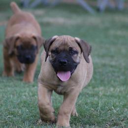 Rita - Brown female Boerboel puppy in Shawnee, Oklahoma from TXT Boerboels