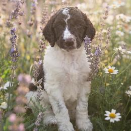 Chuckie - Parti male Poodle puppy in Spring Hills, Florida from The Olympus Standard Poodle